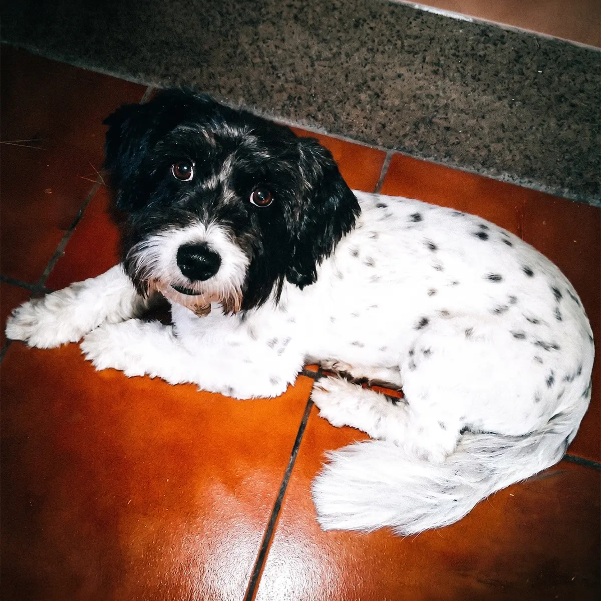 Kina, Bar Rumba's most hairy popular regular